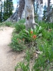 PICTURES/Spectra Point - Rampart Trail Overlook/t_Flowers & Tree2.jpg